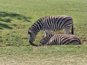 Coach Hire in Oldbury